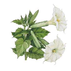 Datura