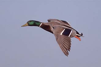 Mallard duck by Peter LaTourrette