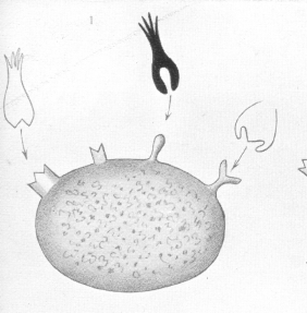 ehrlich1.gif (825678 bytes)