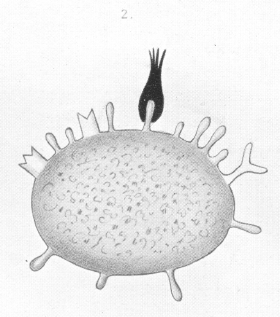 ehrlich2.gif (826491 bytes)