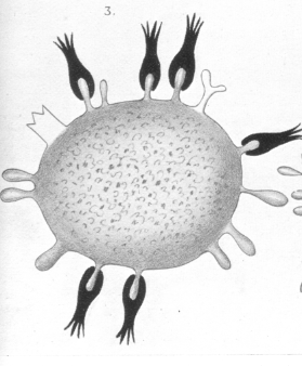 ehrlich3.gif (821218 bytes)