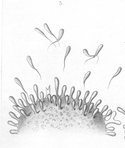 ehrlich5.gif (654361 bytes)