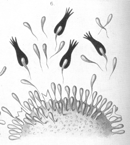 ehrlich6.gif (900150 bytes)