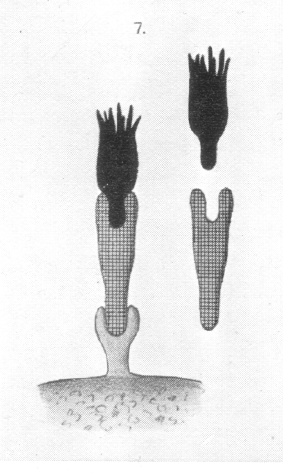 ehrlich7.gif (775904 bytes)