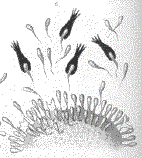 Figure 9 from Paul Ehrlich's 1900 paper