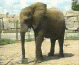 elepha02.gif (5765 bytes)