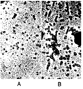 possel03.gif (8220 bytes)