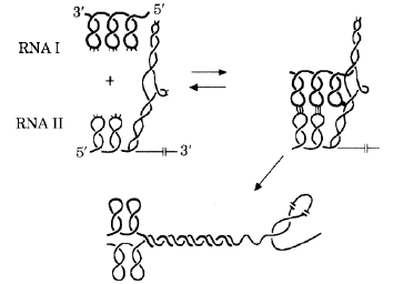 Tomizawa's postulated base pair 'kissing' interactions between homologous RNA sequences 
