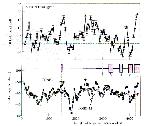 Secondary structure analysis of a troponin gene