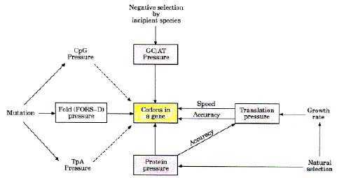 Various evolutionary pressures on codons. Purine-loading pressure is omitted.