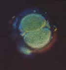 The fertilized cell ("zygote") divides to produce two cells. 