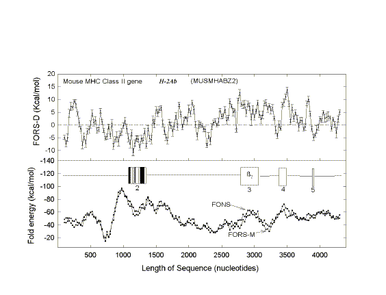 FORS-D analysis of mouse MHC class II gene