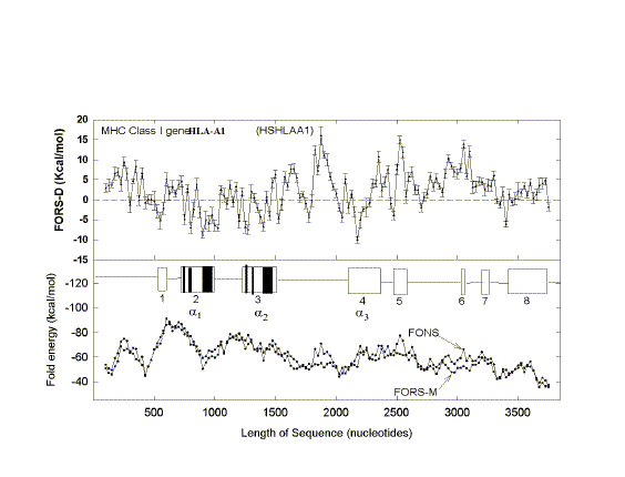 FORS-D analysis of human MHC class I gene