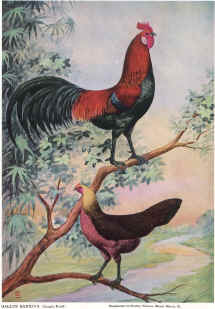 Gallus bankiva, Department of Animal Science, University of Puerto Rico at Mayaguez