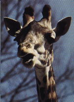 giraffe head photograph