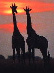 giraffe photograph