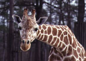 giraffe10.Head of giraffe (13225 bytes)