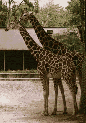 Two giraffes at the zoo
