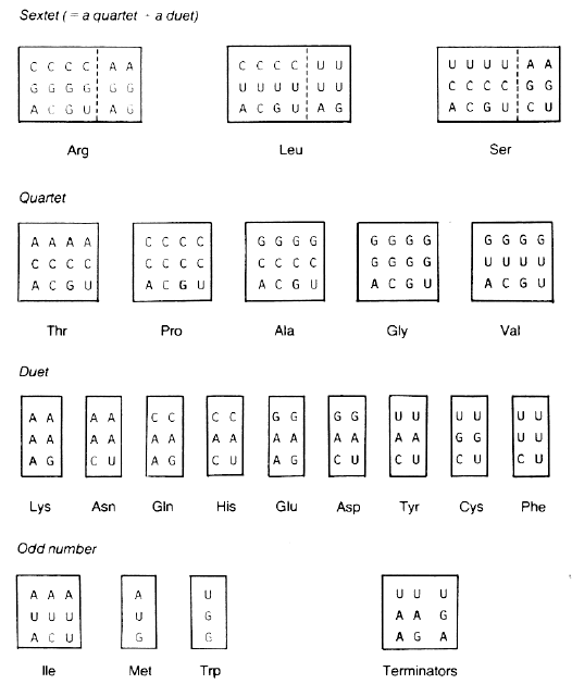 Different levels of codon degeneracy for different amino acids 