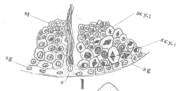 Figure 1 from Guyer's paper