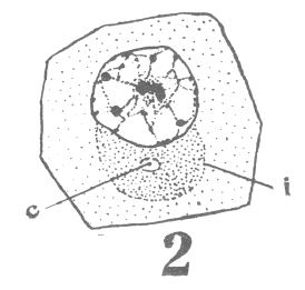 Figure 2 of Guyer's paper