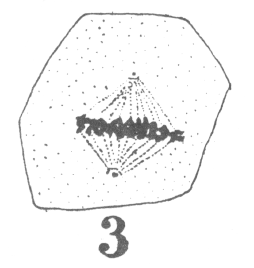 Figure 3 of Guyer's paper
