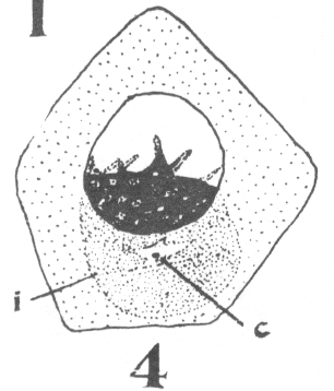 Figure 4 of Guyer's paper