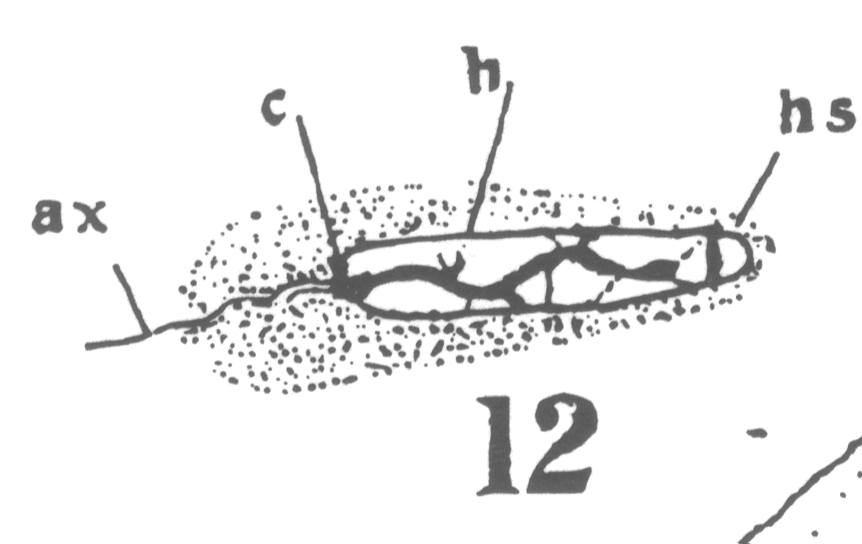 Figure 12
