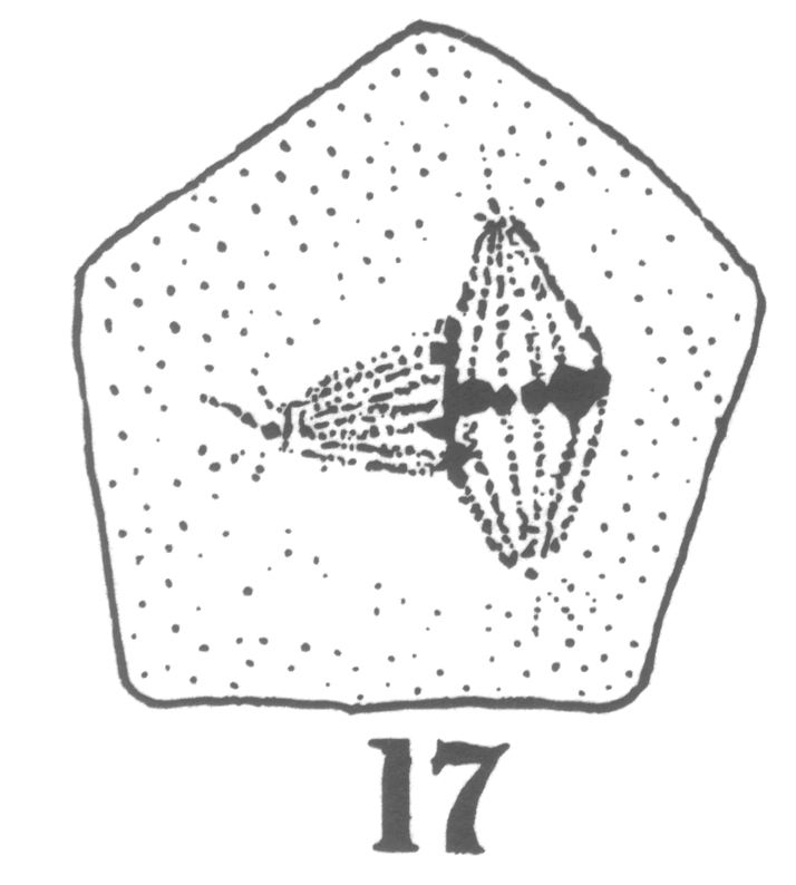Figure 17