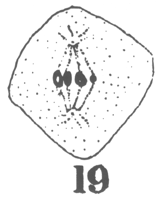 Figure 19