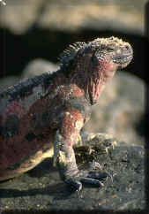 iguana01.jpg (27591 bytes)