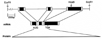 Diagram of exons and introns of the human G0S19 (MIP1alpha or CCL3) gene. Defects in the receptor for this chemokine decrease the severity of AIDS, transplant rejection, asthma, rheumatoid arthritis and multiple sclerosis (see Lancet 2001. 357, 1725-6). 