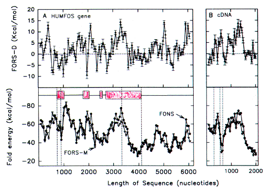 Secondary structure energetics of the c-fos oncogene