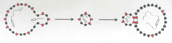 mhc003.gif (250716 bytes)