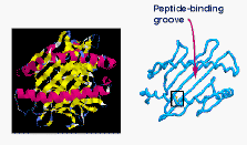 MHC protein with indication of residues involved in peptide binding