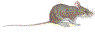 mouse02.gif (1572 bytes)