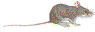 MOUSE02.GIF (7956 bytes)