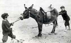 Mule being a trifle stubborn. Photo by Cortis corporation