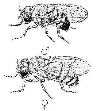 Drosophila melanogaster, male and female