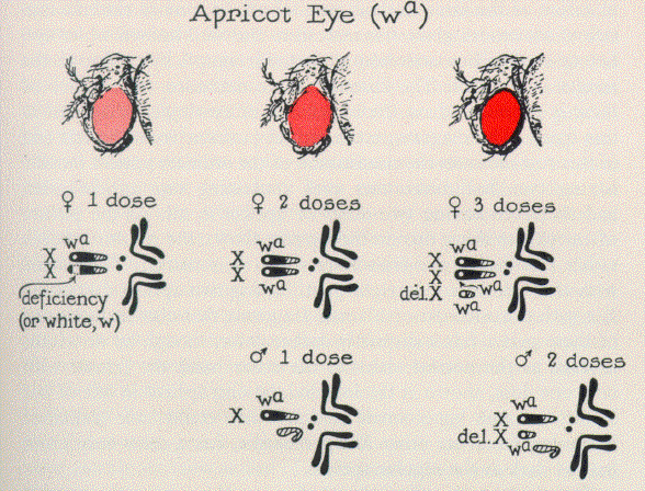 Eye colours of fruit flies with different numbers of X-chromosomes