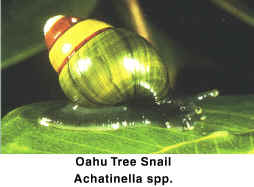 Tree snail from the island of Oahu. Achatinellae. By virtue of seed dispersal the environment (trees) became uniformly dispersed and uniform, but by virtue of their "snail's pace" progression, groups of snails tended to become reproductively isolated and non-uniform.