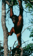 orangutan. Courtesy of Orangutan Foundation International, Los Angeles. (19968 bytes)