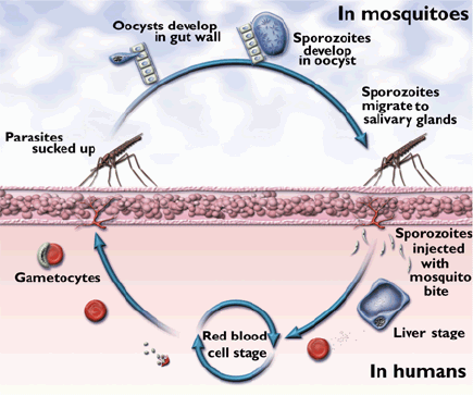 Simplified life-cycle of the malaria parasite, as depicted in the tropical medican web-pages of the Welcome Foundation, London.
