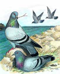 Rock Doves from Diane Jacky's web pages