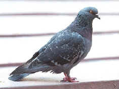 Common pigeon  Columba livia domestica