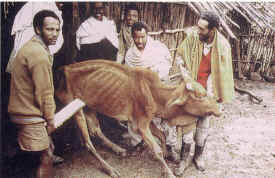 Rinderpest by Andreas Depping. Nature 422, page 403 (2001).