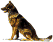 shepherd.GIF (19268 bytes)