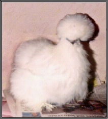 White silkie bantam 