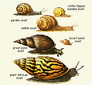 Snails