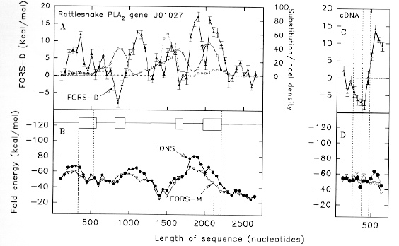 snake phopholipase. Energetics of folding and distribution of substitutions